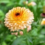 カレンデュラページ カレンデュラ：パワーデイジー・サニー3号ポット 6株セット の