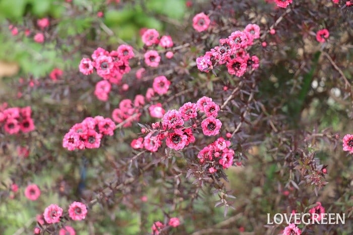 ギョリュウバイ