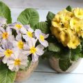 プリムラ・ポリアンサ’ディスカバリング・ストライプス　寄せ植え　育て方　冬の花