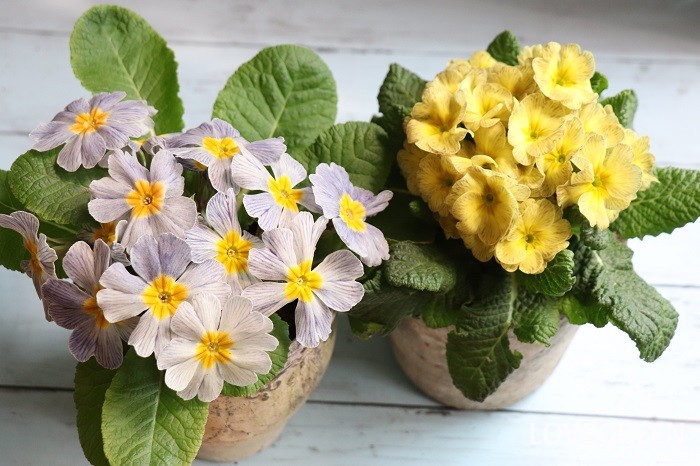 プリムラ・ポリアンサ’ディスカバリング・ストライプス　寄せ植え　育て方　冬の花
