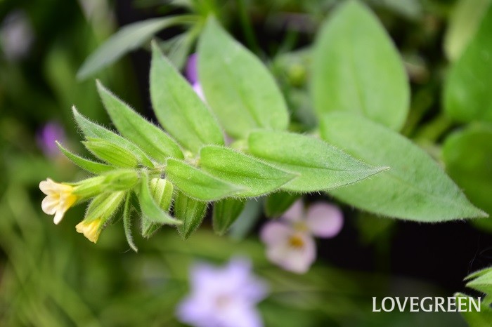 ノネア・ルテア