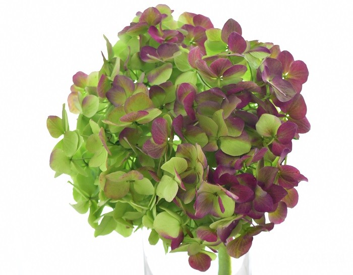 良質 いちごみるく様ご専用♡秋色紫陽花ドライフラワー 植物/観葉植物