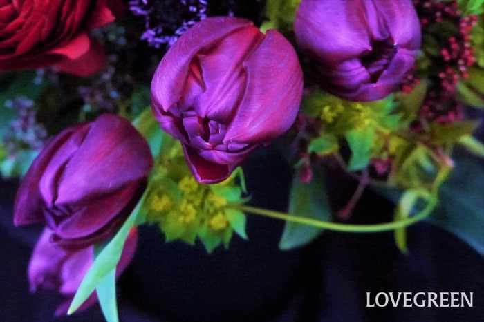 送別の花におすすめの花言葉チューリップ