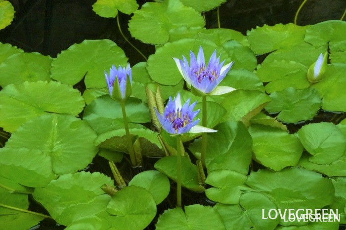 熱帯スイレン小 熱帯スイレン