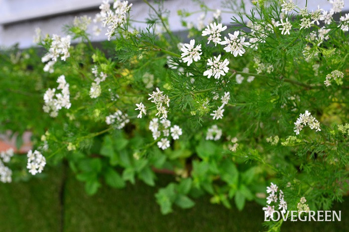 パクチー コリアンダー の花言葉 種類 特徴 色別の花言葉 Lovegreen ラブグリーン