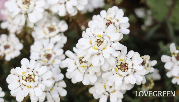 イベリスの花言葉 種類 特徴 色別の花言葉 Lovegreen ラブグリーン