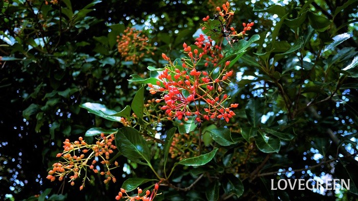 実のなる木図鑑50種 可愛い実や食べられる実のなる木の名前がわかります Lovegreen ラブグリーン