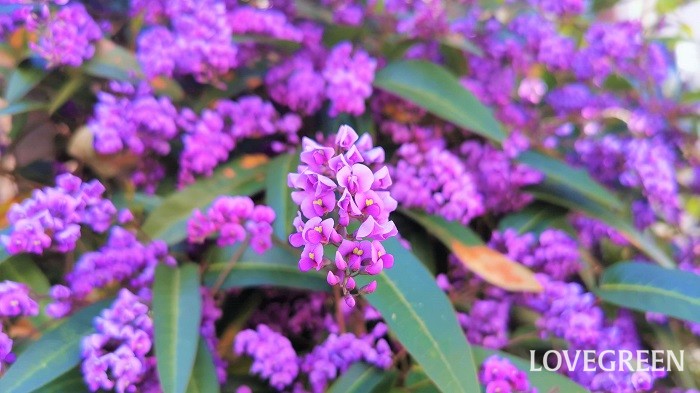 紫の花図鑑50種。春、夏、秋、冬の季節ごとに花言葉を添えて | LOVEGREEN(ラブグリーン)