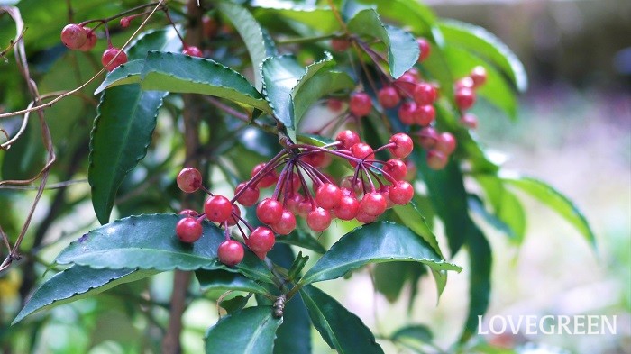 お正月に飾りたい縁起の良い赤い実11種 それぞれの理由も紹介 Lovegreen ラブグリーン
