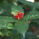 センリョウ（千両）とマンリョウ（万両）の違い　見分け方