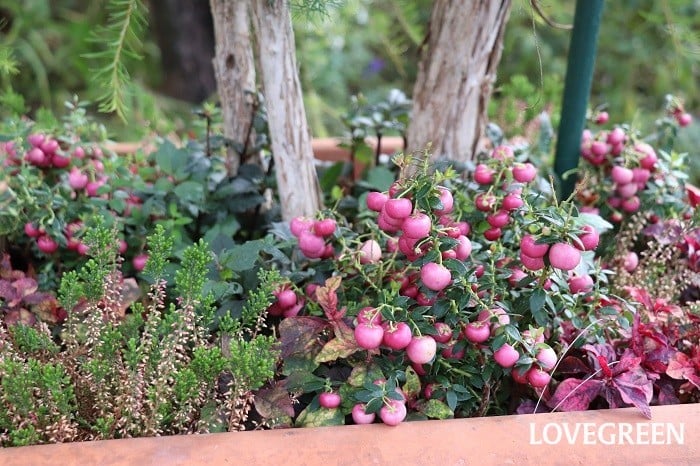 真珠の木（ペルネチア）ハッピーベリー　花言葉　育て方　寄せ植え