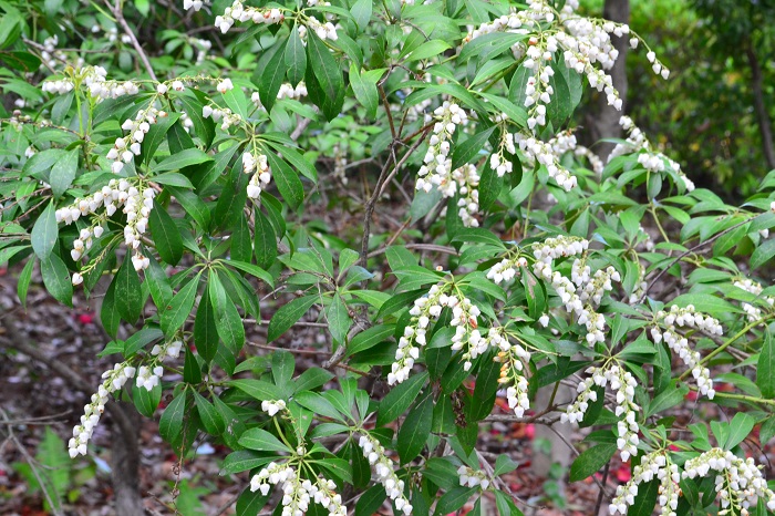 アセビ 馬酔木 の花言葉 種類 特徴 色別の花言葉 Lovegreen ラブグリーン