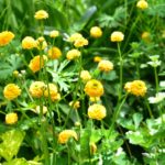 ラナンキュラス ゴールドコインの育て方 Lovegreen ラブグリーン