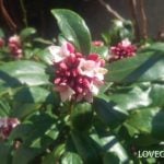 ジンチョウゲ小