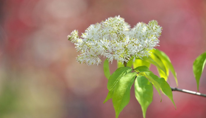 アオダモの花言葉 種類 特徴 色別の花言葉 Lovegreen ラブグリーン