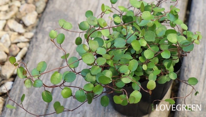 ワイヤープランツの花言葉 種類 特徴 色別の花言葉 Lovegreen ラブグリーン