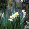 水仙（スイセン）の花言葉