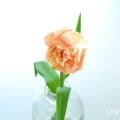 フリンジ咲きチューリップ5