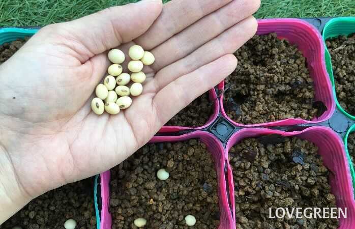枝豆（えだまめ）　花言葉　育て方　種類