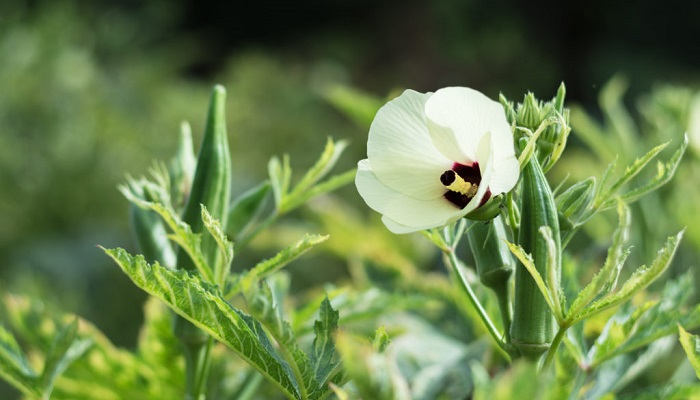 オクラの花言葉 種類 特徴 色別の花言葉 Lovegreen ラブグリーン