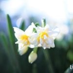 水仙（スイセン）の花言葉や育て方、季節、種類、香り、神話、咲かせるコツ