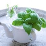 バジルの害虫とは？枯れる原因、予防や対処法。虫食いバジルは食べられる？