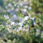 ローズマリーが枯れるのはなぜ？植え替えや剪定のコツ、復活させる方法！