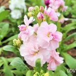 香りの良い花ストック