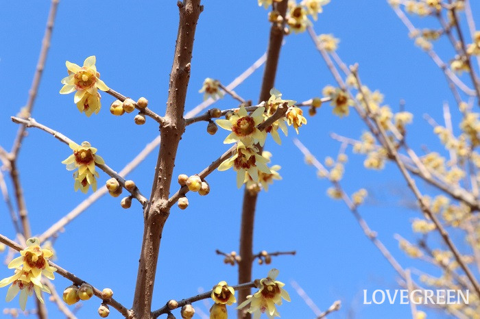 蝋梅（ロウバイ）　花言葉　育て方　冬の花　芳香　黄色い花　落葉低木　基本種