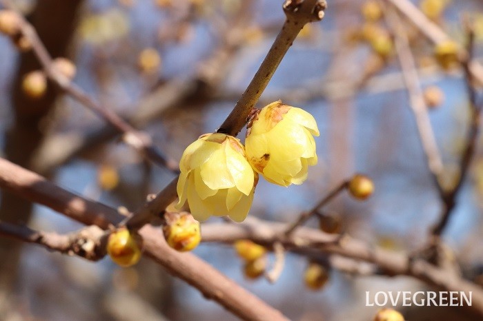 蝋梅（ロウバイ）　花言葉　育て方　冬の花　芳香　黄色い花　落葉低木　