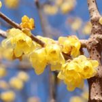 蝋梅（ロウバイ）　花言葉　育て方　冬の花　芳香　黄色い花　落葉低木