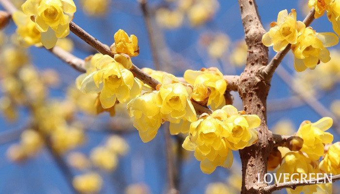蝋梅（ロウバイ）　花言葉　育て方　冬の花　芳香　黄色い花　落葉低木