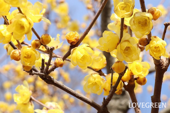 蝋梅（ロウバイ）　花言葉　育て方　冬の花　芳香　黄色い花　落葉低木　満月蝋梅