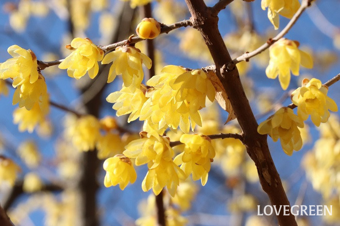 蝋梅（ロウバイ）　花言葉　育て方　冬の花　芳香　黄色い花　落葉低木　素心蝋梅