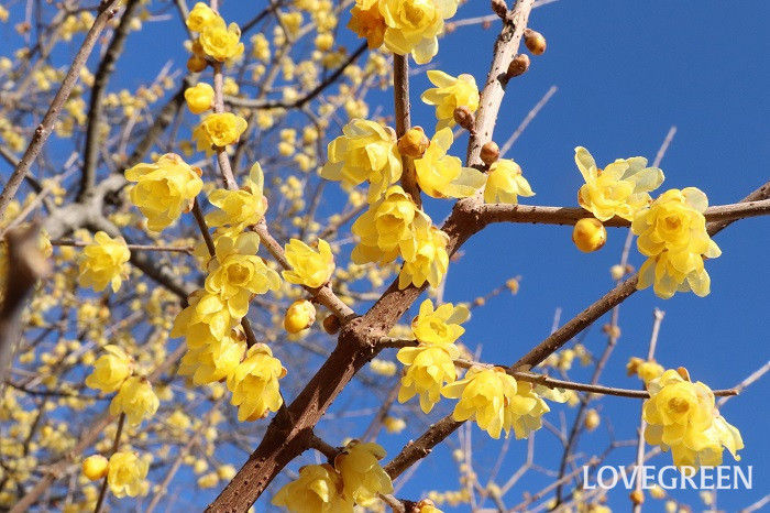 蝋梅（ロウバイ）　花言葉　育て方　冬の花　芳香　黄色い花　落葉低木　素心蝋梅