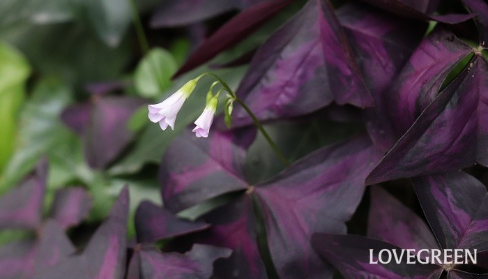 オキザリスの花言葉 種類 特徴 色別の花言葉 Lovegreen ラブグリーン