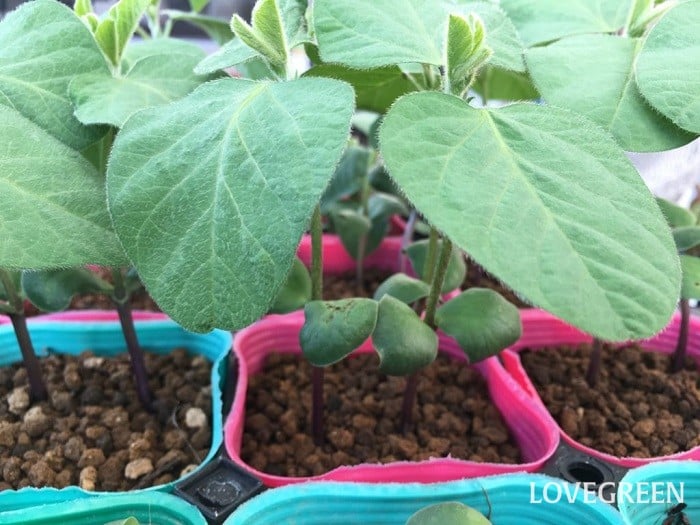 枝豆（えだまめ）　花言葉　育て方　種類