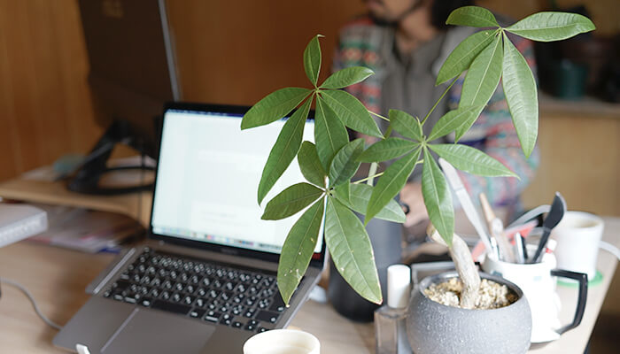 オフィスやワークスペースにおすすめの観葉植物5選