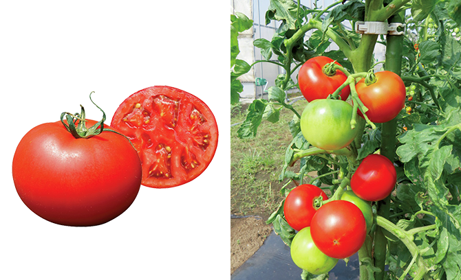家庭菜園　トマト　ミニトマト　おすすめ　初心者　本気野菜