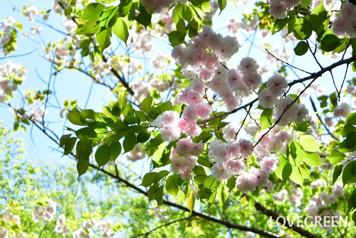桜・一葉　春の花木