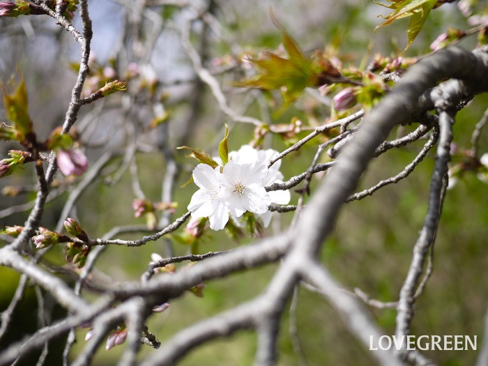 仙台枝垂桜（センダイシダレザクラ）