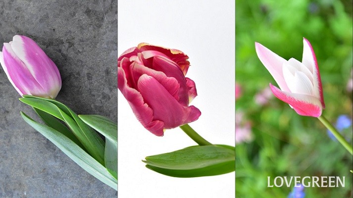 色や種類が豊富 チューリップの咲き方図鑑 Lovegreen ラブグリーン