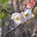 2月に咲く花ボケ