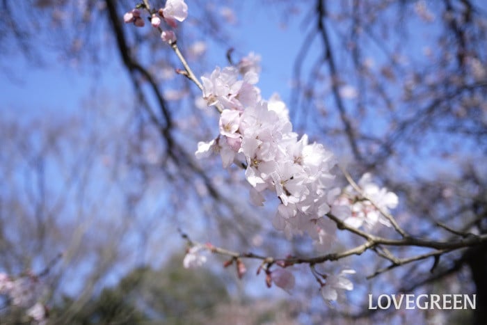 大寒桜（オオカンザクラ）