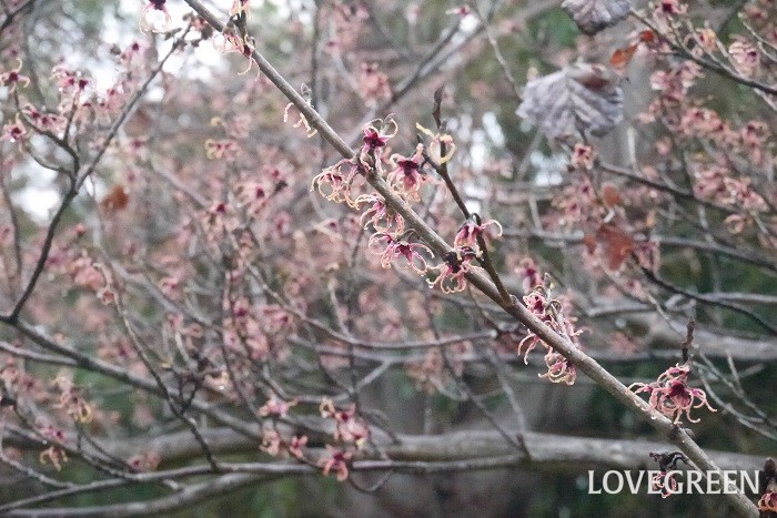 2月に咲く花マンサク