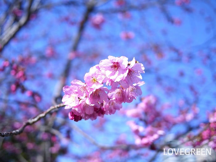 修善寺寒桜（シュゼンジカンザクラ）