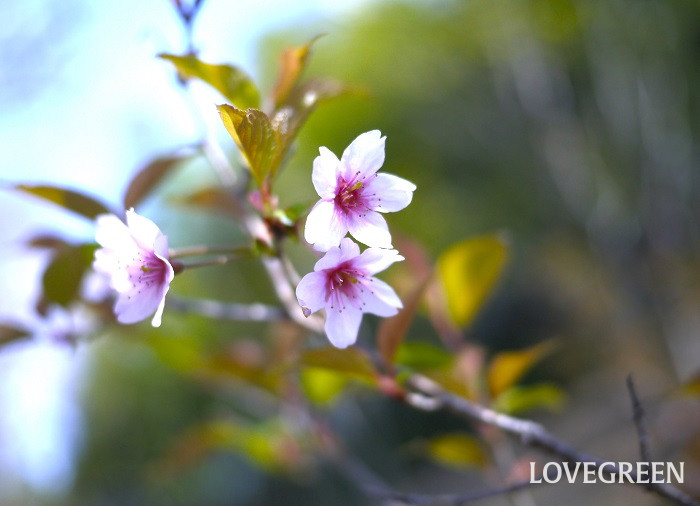 啓翁桜（ケイオウザクラ）