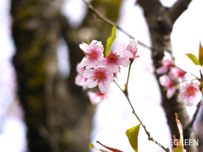 東海桜（トウカイザクラ）