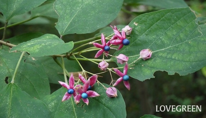 クサギ 臭木 の花言葉 種類 特徴 色別の花言葉 Lovegreen ラブグリーン