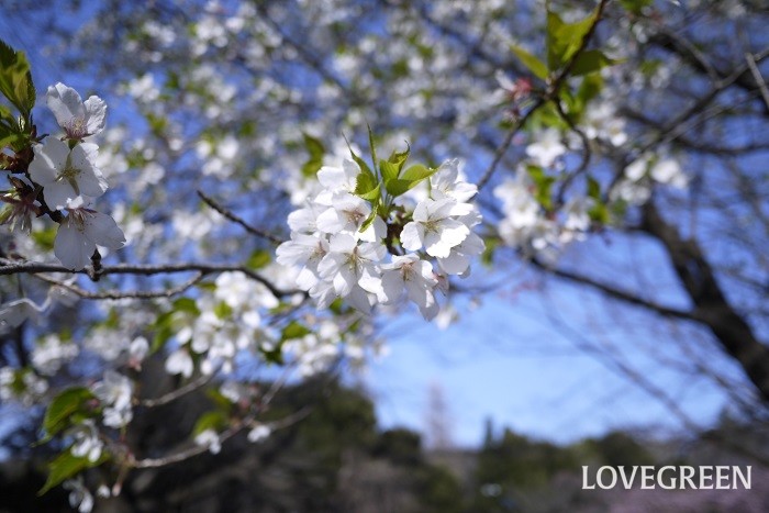 日本の桜は何種類ある？